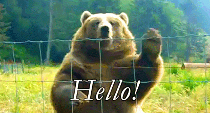 hello-bear